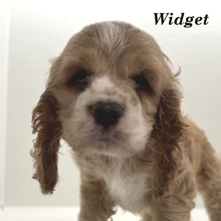 puppy, for, sale, Cocker Spaniel, Joe & Cherri  Overlease, dog, breeder, Miller, MO, dog-breeder, puppy-for-sale, forsale, nearby, find, puppyfind, locator, puppylocator, aca